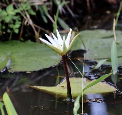 Nymphaea pulchella, photographed by Aitor