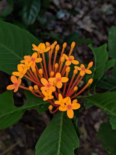 Ixora congesta, photographed by Ben Keen