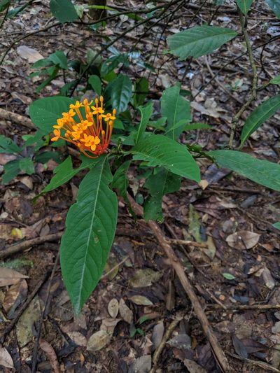 Ixora congesta, photographed by Ben Keen