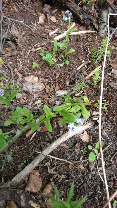 Myosotis decumbens, photographed by Tom Evans