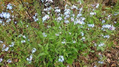 Myosotis decumbens, photographed by Tom Evans