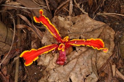 Etlingera megalocheilos, photographed by Eugene Popov