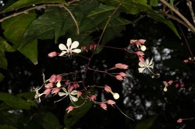 Clerodendrum schmidtii, photographed by Eugene Popov
