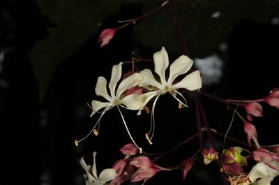Clerodendrum schmidtii, photographed by Eugene Popov
