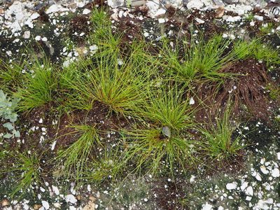 Fimbristylis polytrichoides, photographed by 葉子