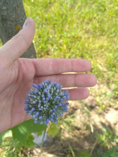 Allium caeruleum, photographed by Natalya Ivanova