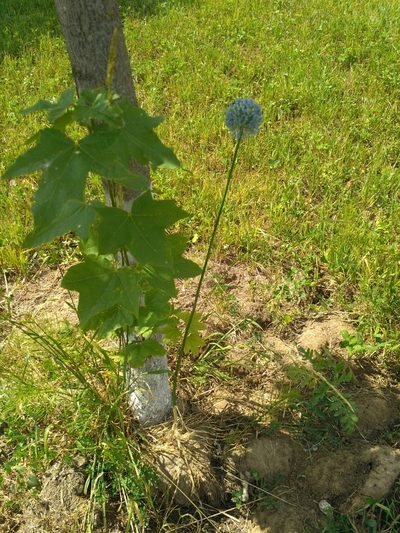 Allium caeruleum, photographed by Natalya Ivanova