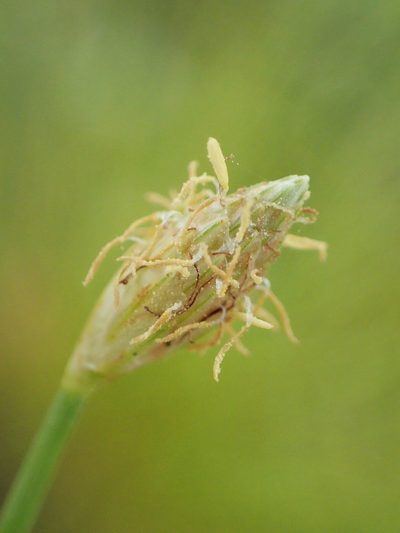 Fimbristylis polytrichoides, photographed by 葉子