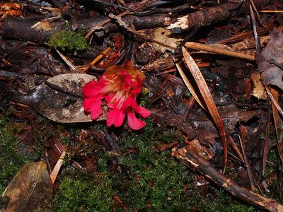 Rhodoleia championii, photographed by Eugene Popov