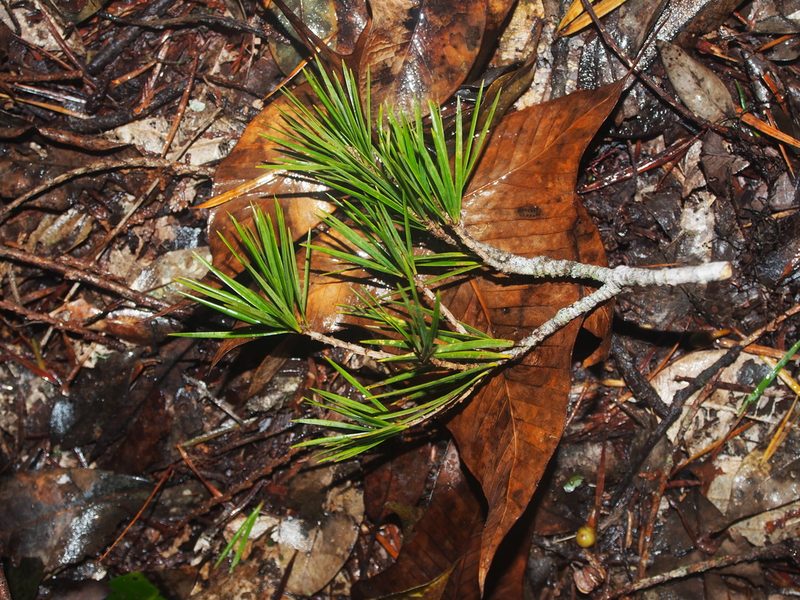 Pinus krempfii, photographed by Eugene Popov