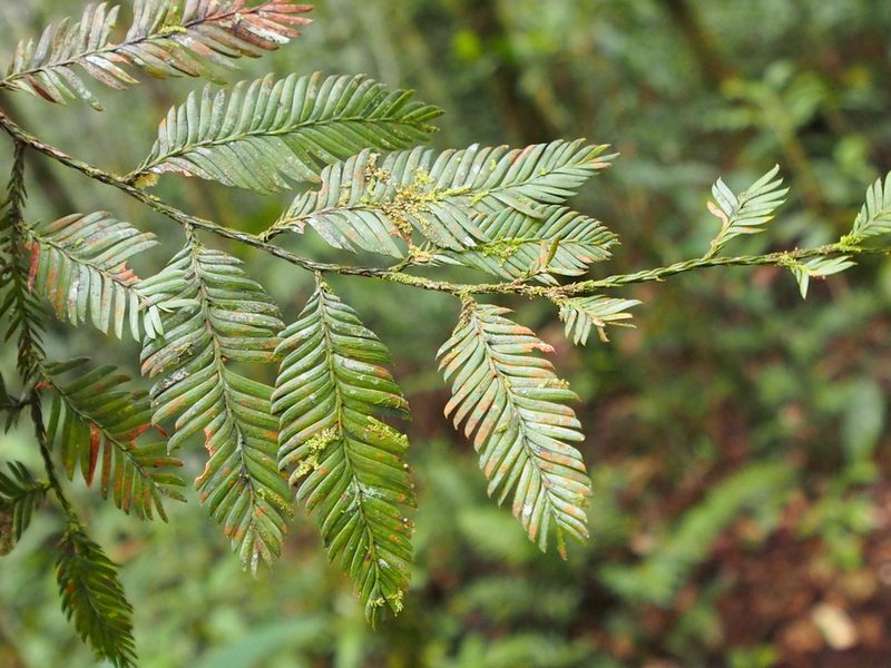 Dacrycarpus imbricatus, photographed by Eugene Popov
