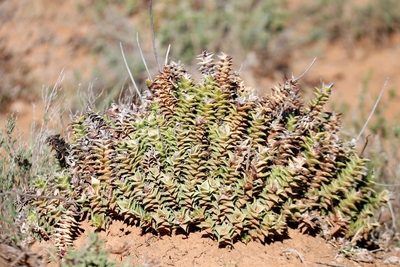 Astroloba foliolosa, photographed by Karen Eichholz