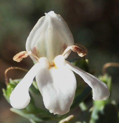 Pogonospermum incanum, photographed by Nicola van Berkel