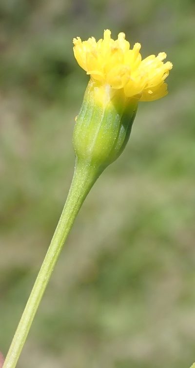 Hertia kraussii, photographed by Nicola van Berkel