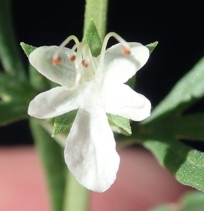 Teucrium africanum, photographed by Nicola van Berkel