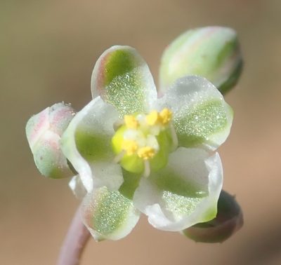 Kewa bowkeriana, photographed by Nicola van Berkel