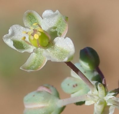 Kewa bowkeriana, photographed by Nicola van Berkel