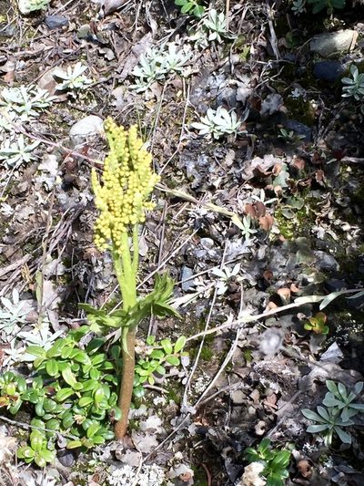 Botrychium alaskense, photographed by Cheryl McCleary-Catalano