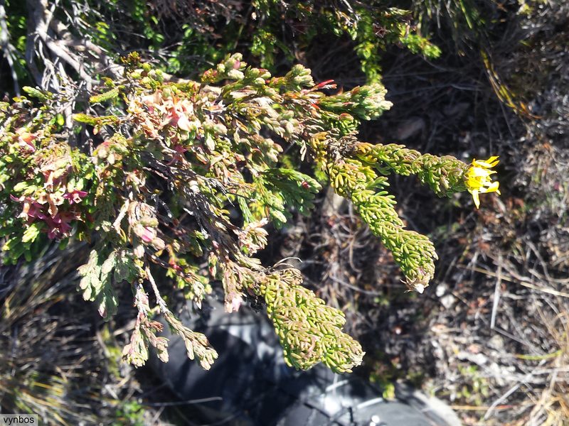 Euryops pinnatipartitus, photographed by Chris Vynbos