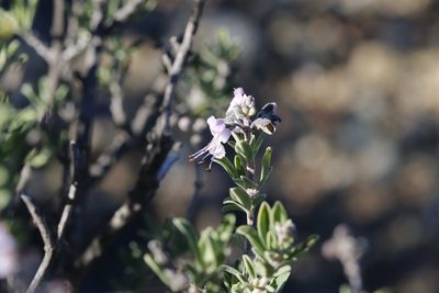 Ocimum burchellianum, photographed by Karen Eichholz