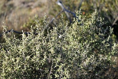 Tarchonanthus minor, photographed by Karen Eichholz