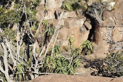 Aloiampelos striatula, photographed by Karen Eichholz