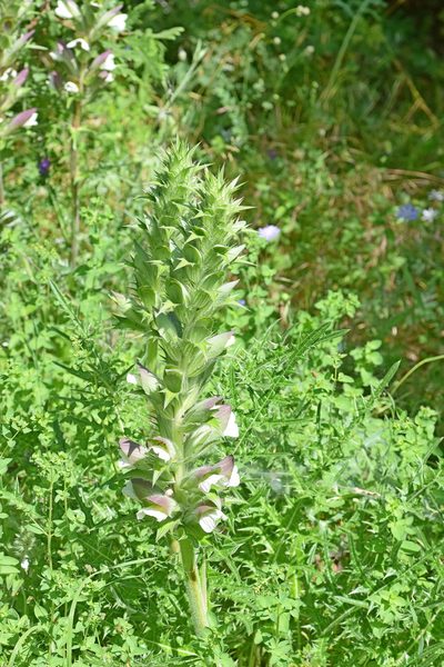 Acanthus caroli-alexandri, photographed by Kostas Zontanos