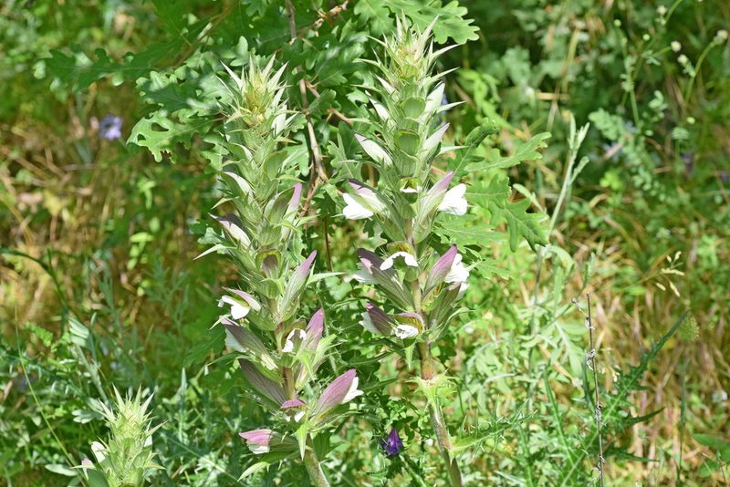 Acanthus caroli-alexandri, photographed by Kostas Zontanos
