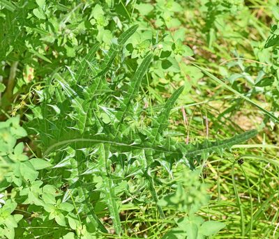 Acanthus caroli-alexandri, photographed by Kostas Zontanos