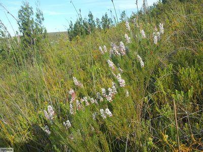 Spatalla parilis, photographed by Chris Vynbos