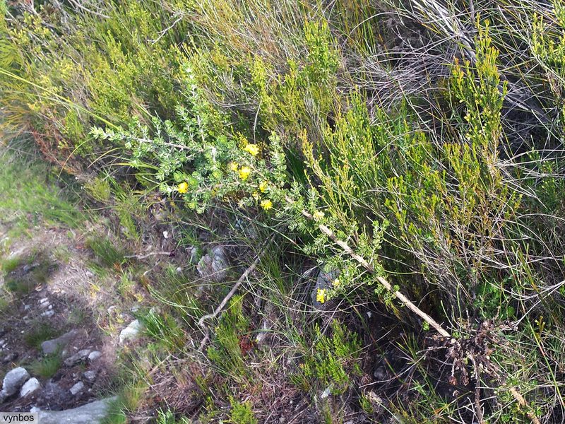 Aspalathus securifolia, photographed by Chris Vynbos