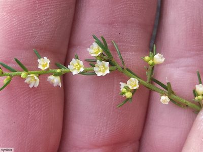 Clutia ericoides, photographed by Chris Vynbos
