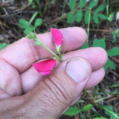 Tephrosia spicata, photographed by Becky Dill