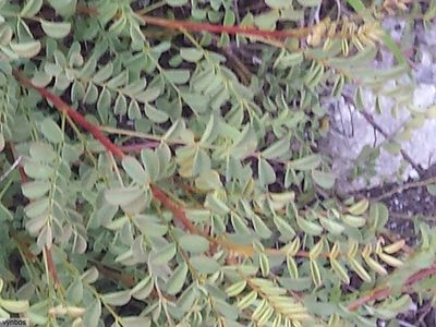 Indigofera langebergensis, photographed by Chris Vynbos