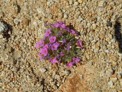 Nama aretioides, photographed by Jim Dreier