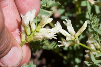 Astragalus bolanderi, photographed by Ken-ichi Ueda