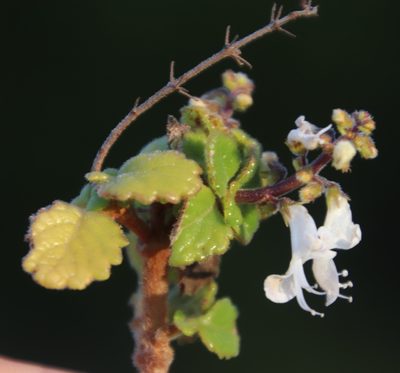 Coleus madagascariensis, photographed by Tony Rebelo