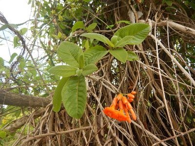 Cordia rickseckeri, photographed by stinger
