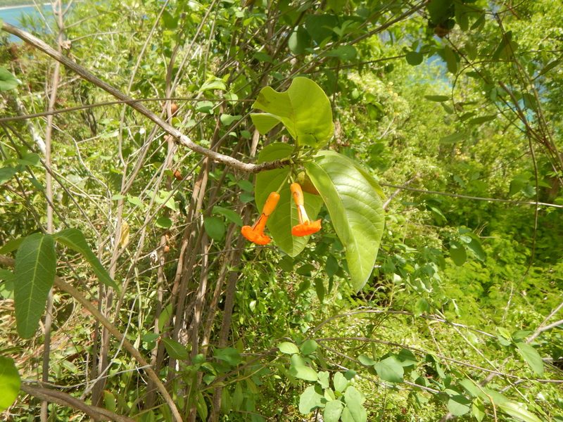 Cordia rickseckeri, photographed by stinger