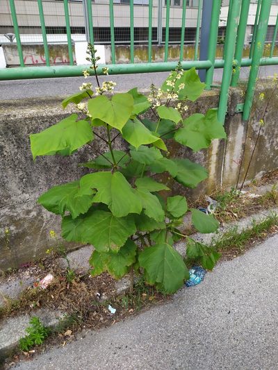 Catalpa ovata, photographed by carnifex