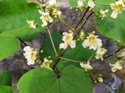 Catalpa ovata, photographed by carnifex