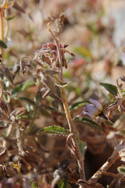 Trichodesma calcaratum, photographed by Olivier Argagnon