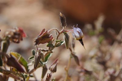 Trichodesma calcaratum, photographed by Olivier Argagnon