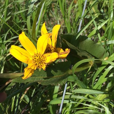 Wyethia amplexicaulis, photographed by Harry Podschwit