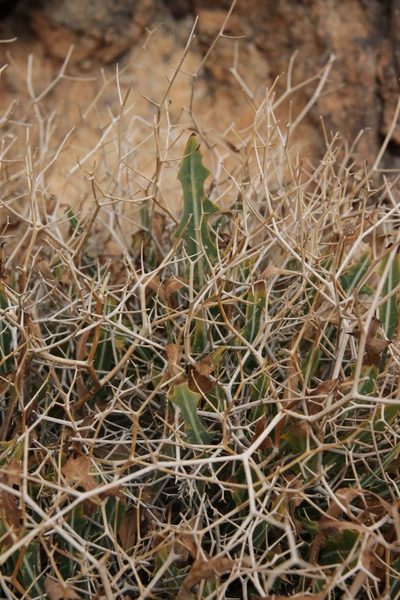 Launaea lanifera, photographed by Olivier Argagnon