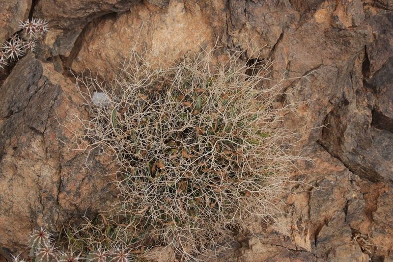 Launaea lanifera, photographed by Olivier Argagnon