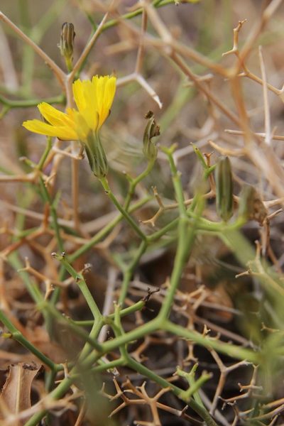 Launaea lanifera, photographed by Olivier Argagnon