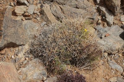 Launaea lanifera, photographed by Olivier Argagnon