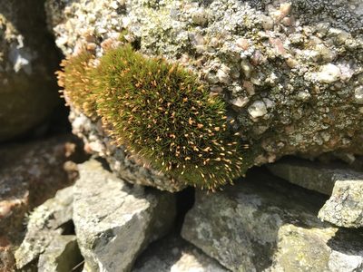 Ptychomitrium polyphyllum, photographed by Andrew Melton