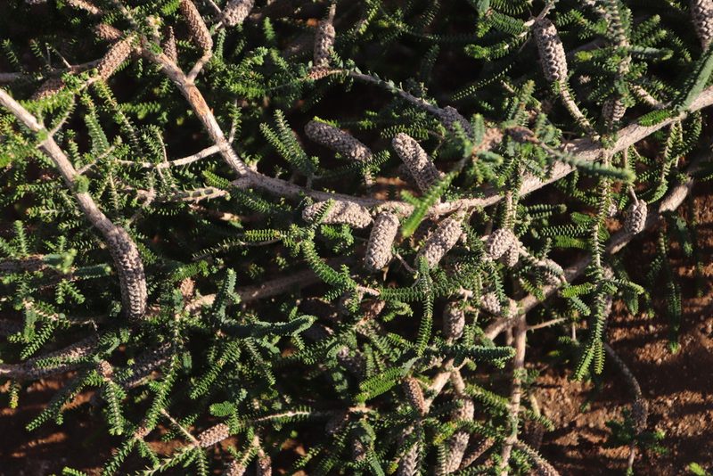 Melaleuca densa, photographed by Tony Rebelo